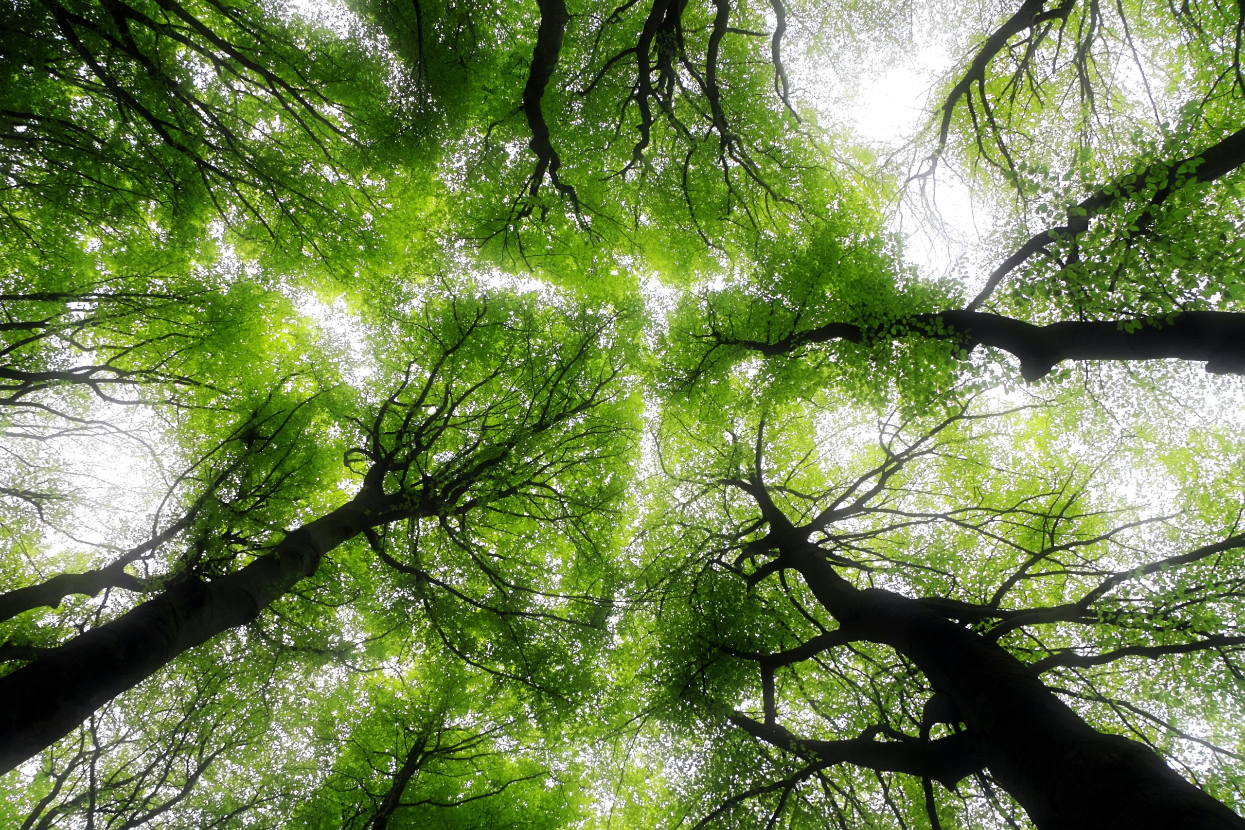 trees in sky